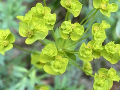 Euphorbia seguieriana