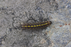 Setina