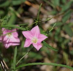 Convolvulus angustissimus