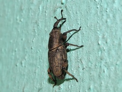 Cosmopolites sordidus