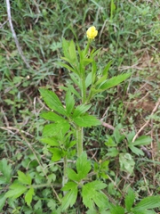 Ranunculus chinensis