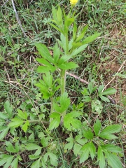 Ranunculus chinensis