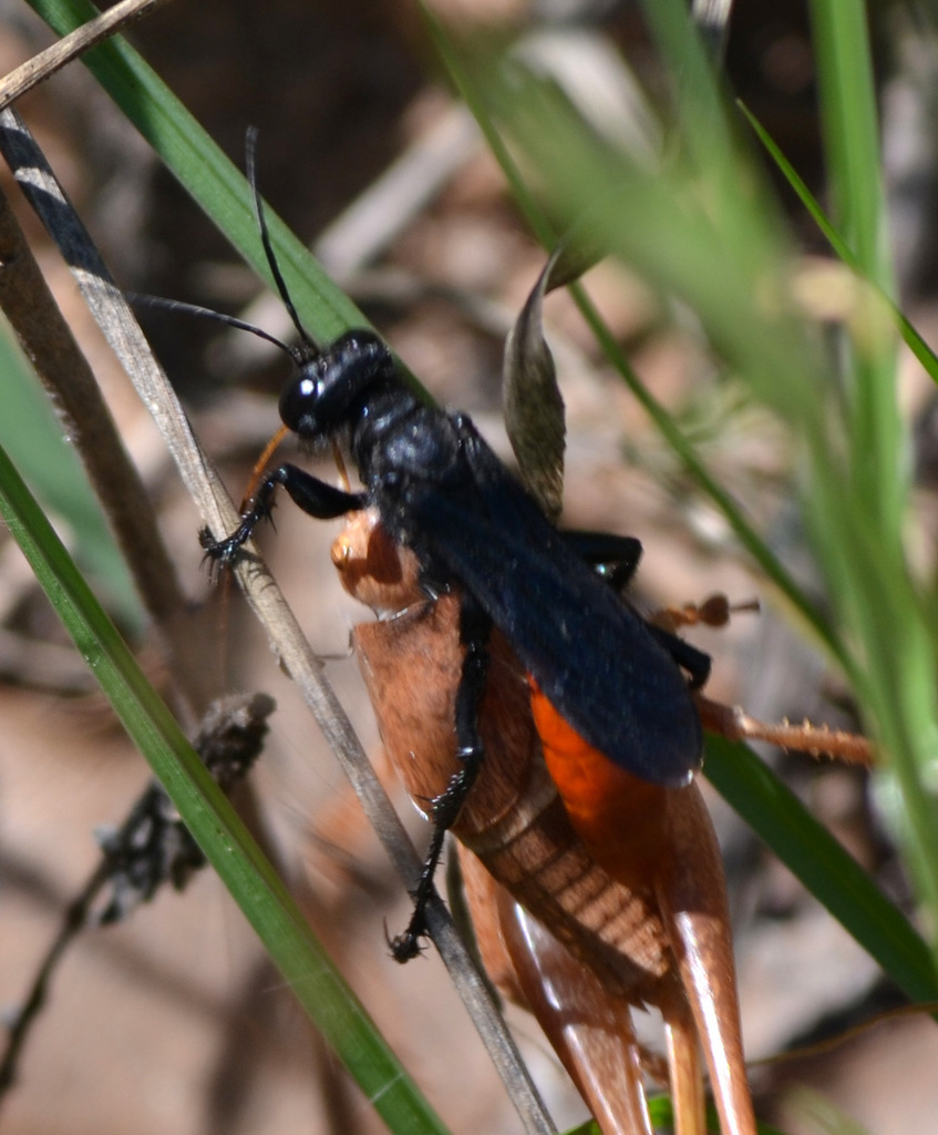 Palmodes dimidiatus