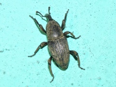 Cosmopolites sordidus