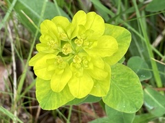 Euphorbia verrucosa