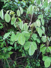 Lespedeza davidii