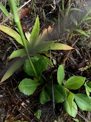 Erigeron vernus