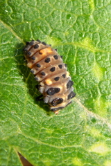 Coccinella