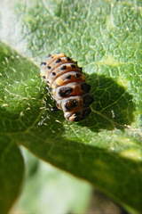 Coccinella