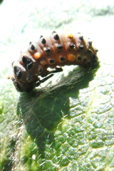 Coccinella