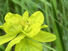 Euphorbia verrucosa