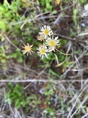 Erigeron vernus