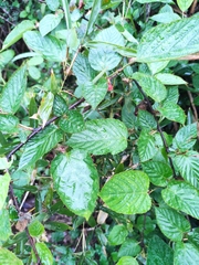 Rubus corchorifolius