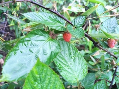 Rubus corchorifolius