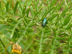 Meliboeus amethystinus