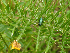 Meliboeus amethystinus