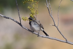 Amphispiza bilineata