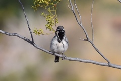 Amphispiza bilineata