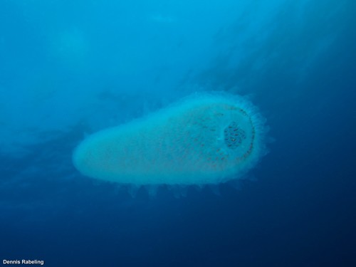 photo of (Pyrosoma atlanticum)