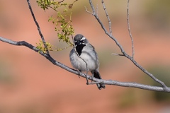 Amphispiza bilineata
