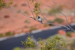 Amphispiza bilineata