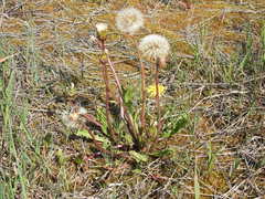 Taraxacum palustre