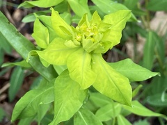 Euphorbia verrucosa