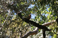 Platycercus elegans adelaidae