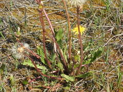Taraxacum palustre