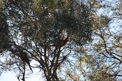 Platycercus elegans adelaidae