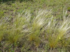 Stipa lessingiana