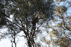 Platycercus elegans adelaidae