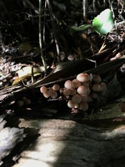 Mycena mariae