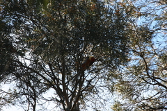 Platycercus elegans adelaidae