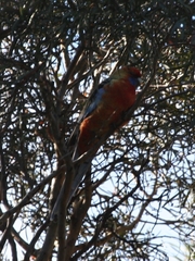 Platycercus elegans adelaidae