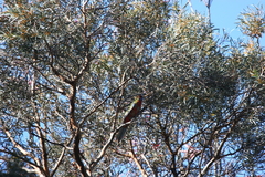 Platycercus elegans adelaidae
