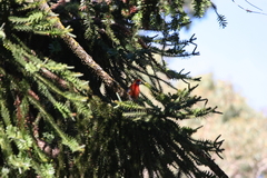 Platycercus elegans adelaidae