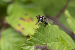 Anthomyia pluvialis