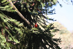 Platycercus elegans adelaidae