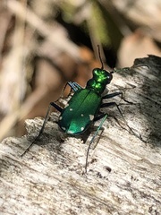 Cicindela sexguttata