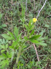Ranunculus chinensis