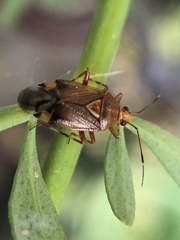 Deraeocoris flavilinea