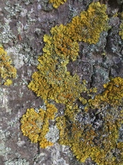 Xanthoria parietina