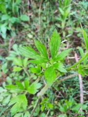 Ranunculus chinensis