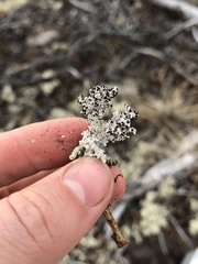 Stereocaulon paschale