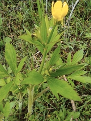 Ranunculus chinensis