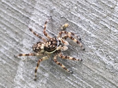 Salticidae