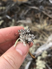 Stereocaulon paschale