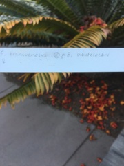 Encephalartos transvenosus