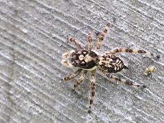 Salticidae